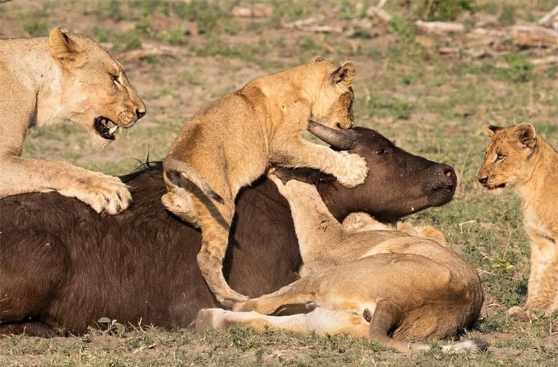 Sư tử dạy con cách săn mồi.