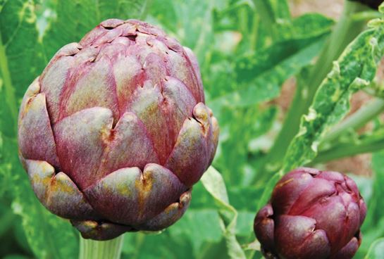 Tại sao atiso, cà phê và trà xanh lại tốt cho lá gan của bạn?