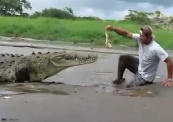Clip: Suýt mất mạng vì đưa mồi cho cá sấu khổng lồ ăn