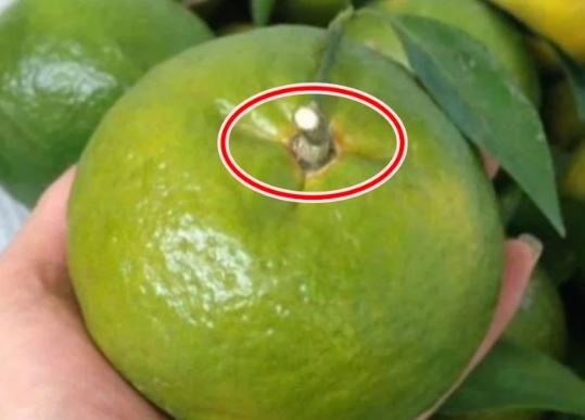 Mua cam cứ nhìn lướt điểm này, chỉ 1 giây là biết cam Trung Quốc hay Việt Nam