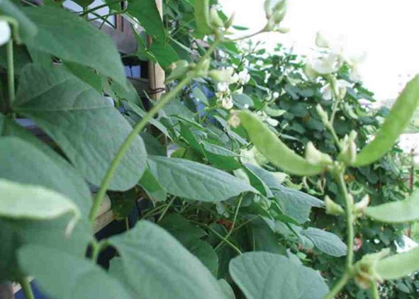 Loại cây 'toàn năng', là thuốc khoẻ dạ dày, bảo vệ thận: Cực quen thuộc trong vườn nhà