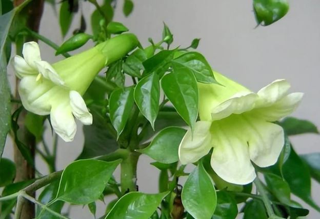 3 loại cây cực hiểm ra hoa, nở tới đâu tài lộc theo tới đó, điềm lành sắp đến