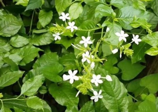 3 loại cây trồng rắn mê tới già, muốn cả nhà bình an thì nên dẹp bỏ nhanh chóng