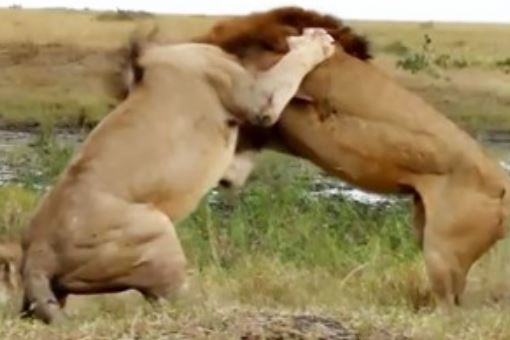 Clip: Những màn hỗn chiến đẫm máu của “lãnh chúa vùng đồng cỏ”