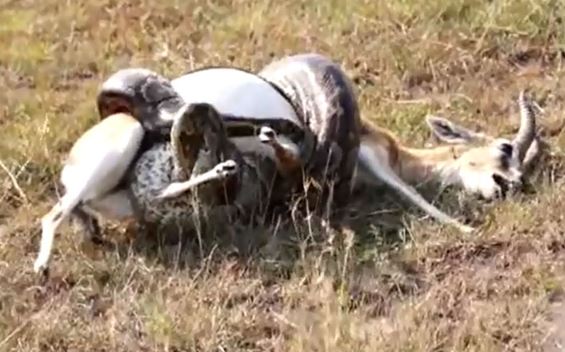 Clip: Pha săn giết linh dương ấn tượng của trăn khổng lồ