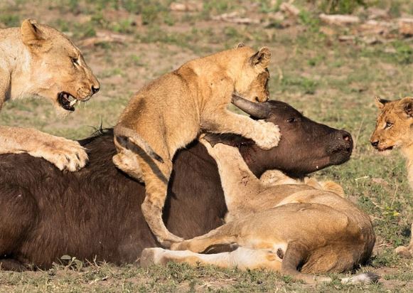 Clip: Trâu rừng chết thảm vì bị sư tử “làm vật thí nghiệm”