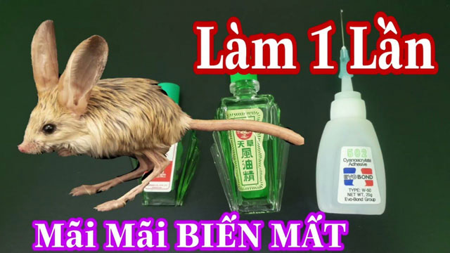 Chuột chạy rầm rầm trên trần nhà, làm ngay cách này là không còn tăm hơi, không hề tốn kém