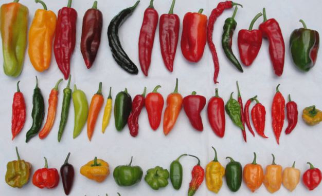 Vì sao con người thích ăn cay?