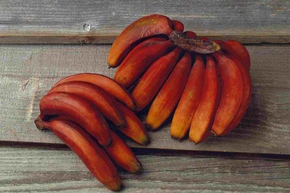 6 tác dụng tuyệt vời không ngờ của chuối đỏ