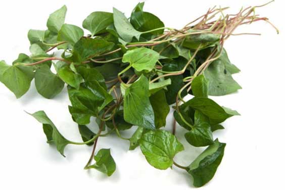 Khi bị những bệnh này đừng phí tiền tới bệnh viện lấy rau diếp cá chữa là khỏi ngay