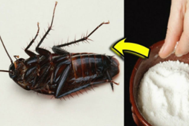 Gián rất ghét thứ này: Chỉ cần thả trong nhà gián 1 đi không trở lại