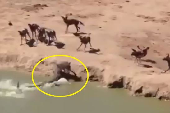 Clip: “Trên đe, dưới búa”, heo rừng nhận cái chết thảm thương