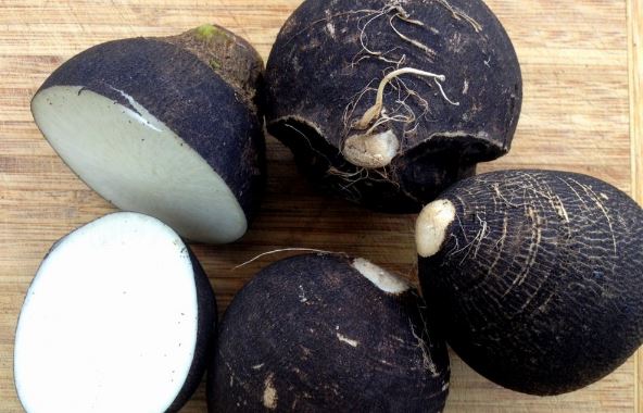 Tác dụng tuyệt vời của củ cải đen