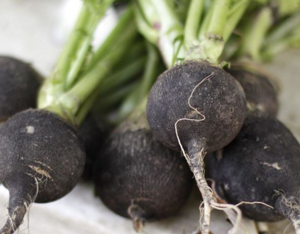 Những tác dụng tuyệt vời của củ cải đen với sức khỏe