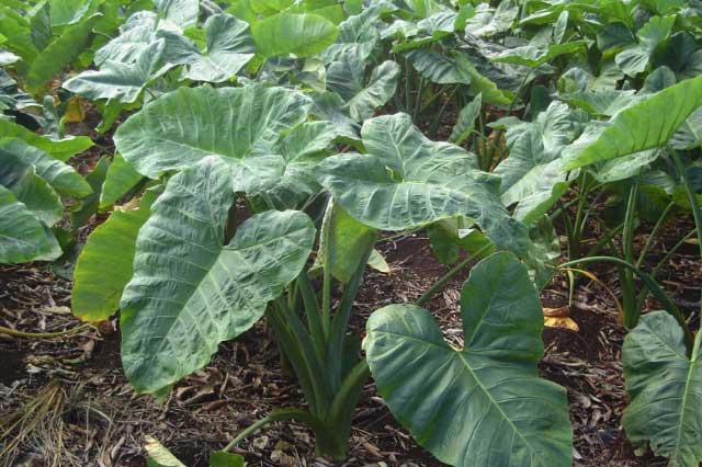 Loại rau người Việt chỉ dùng cho heo ăn lại là "thần dược" ngừa ung thư hiệu quả số 1