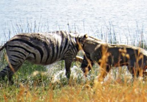 Clip: Màn vật lộn đẫm máu giữa sư tử với ngựa vằn