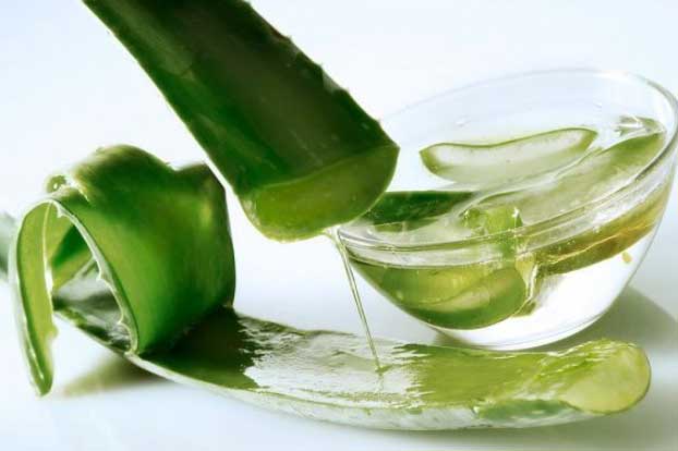 Gan nhiễm mỡ mấy năm cũng khỏi tiệt nhờ áp dụng bài thuốc rẻ tiền từ cây nha đam theo cách này