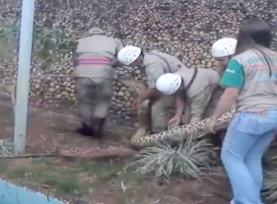 Clip: Lính cứu hỏa "xử đẹp" trăn khổng lồ xâm nhập bất hợp pháp