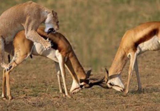 Clip: Linh dương chết thảm vì tội ham húc nhau