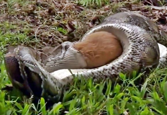 Clip: Quá ngu ngốc, thỏ bị trăn khổng lồ xử tử