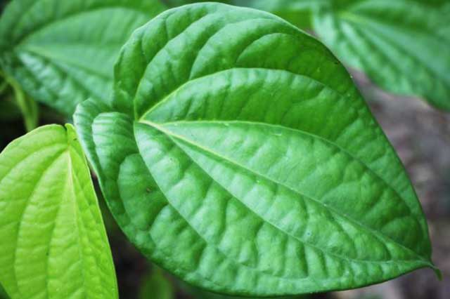 'Thần dược' chữa nhiều được nhiều bệnh mọc đầy ở Việt Nam không phải ai cũng biết