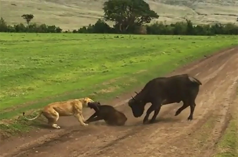 Dù đã cố gắng hết sức, nhưng trâu rừng mẹ vẫn không thể bảo vệ con trước sự tấn công của sư tử.
