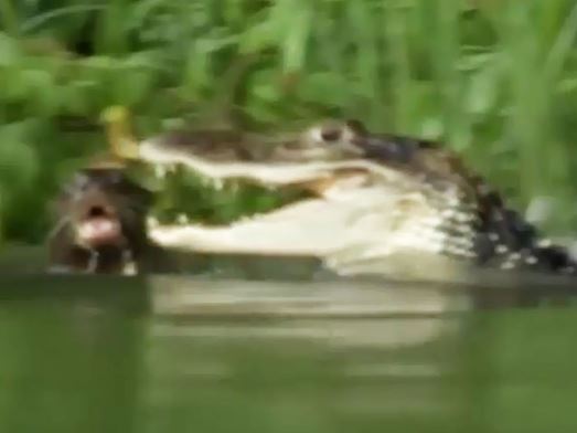 Clip: Cá sấu kịch chiến đẫm máu với đàn rái cá