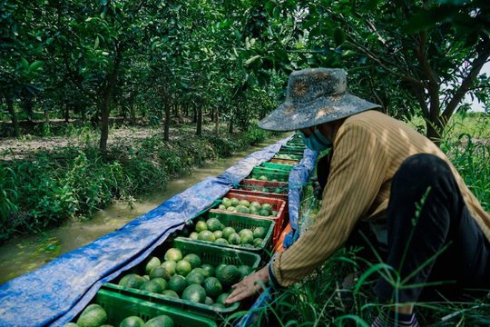 Cam sành rớt giá thảm, siêu thị, sàn thương mại điện tử hỗ trợ thu mua
