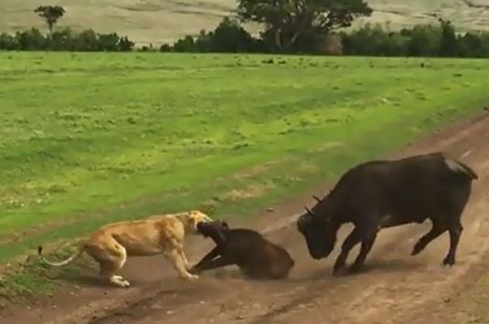 Khám phá tính năng pháo phòng không L70 AA Ukraine vừa tiếp nhận từ Litva