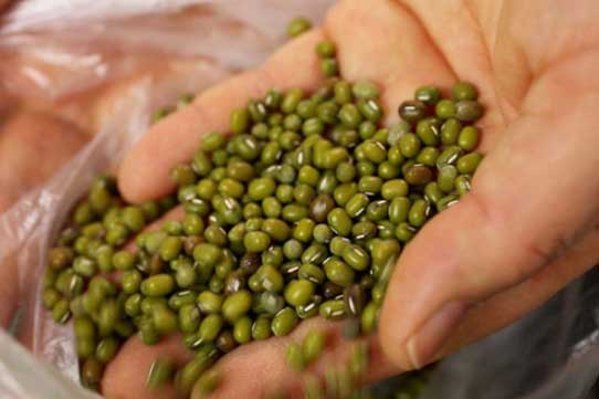 Tìm ra thực phẩm rẻ như bèo của người Việt có công dụng chống ung thư, tốt hơn cả nhân sâm