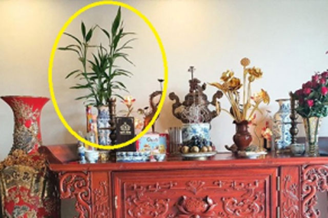 Đừng đặt hoa cúc lên bàn thờ mãi: Đây mới là loại cây lộc khí phừng phừng, nghe tên cũng thấy giàu sang