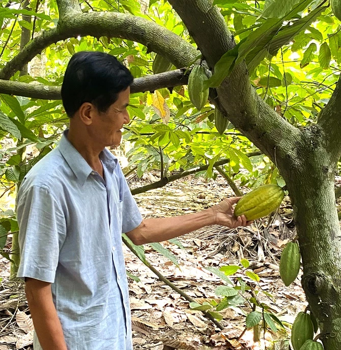 Ông Trương Văn Quang ở huyện Tiểu Cần vui mừng vì vườn ca cao 2 ha của ông được công ty bao tiêu sản phẩm, thu nhập ổn định 