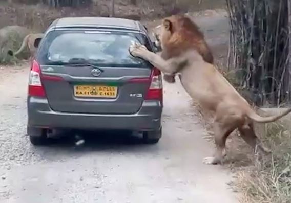 Clip: Sư tử “nổi điên” đòi “xơi tái” cả ô tô