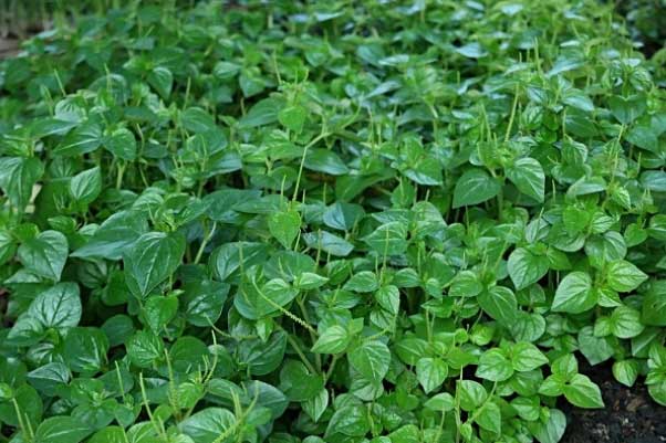 Loài cỏ dại mọc đầy ở Việt Nam lại là loại ''thần dược'' chữa được nhiều bệnh ít người biết tới