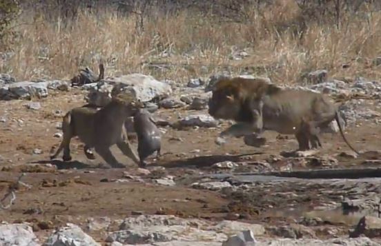 Clip: Sư tử “đánh đập vợ” dã man để cướp mồi