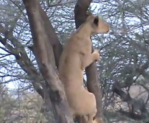 Clip: Choáng với màn leo cây săn khỉ siêu nhanh của sư tử