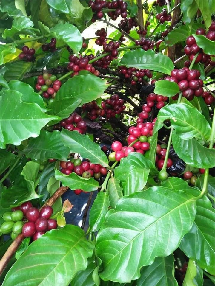 Giá nông sản ngày 18/2/2023: Cà phê và tiêu tiếp tục tăng mạnh