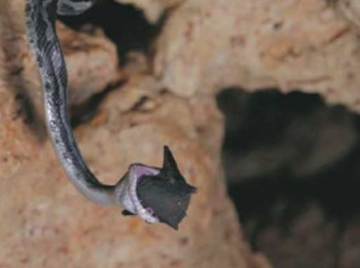 Clip: Trăn treo mình trên vách đá bắt dơi