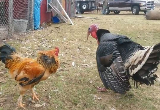 Clip: Màn giao chiến giữa gà trống với gà tây