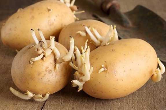 4 bộ phận của rau củ quả chứa đầy độc tố phá hủy nội tạng, thậm chí đe dọa cả tính mạng