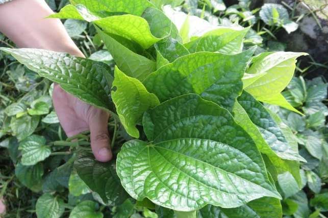 Cách dùng nắm lá lốt điều trị dứt điểm bệnh thoái hóa đốt sống cổ lâu năm, vừa đơn giản lại hiệu quả