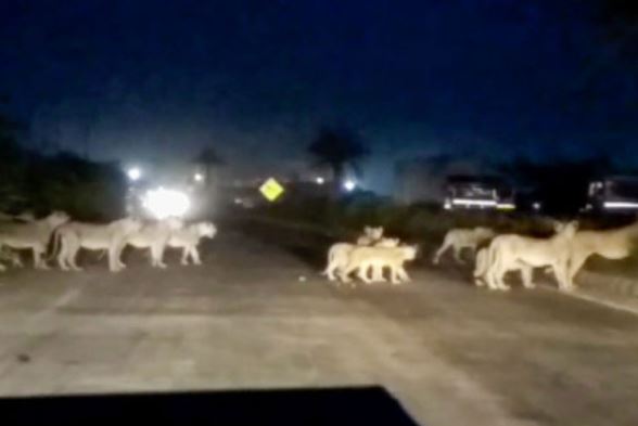 Clip: “Băng đảng” sư tử qua đường cao tốc kiểu “bất cần đời”