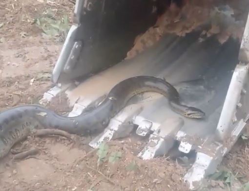 Clip: Dùng xe múc tóm trăn Nam Mỹ khổng lồ