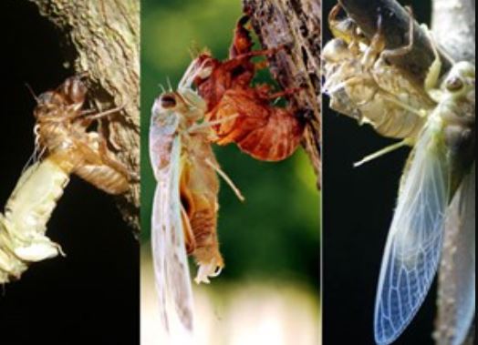 Clip: Quá trình biến thân kỳ diệu của loài ve sống thọ nhất Trái Đất