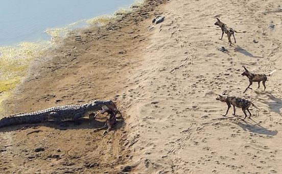 Clip: Đàn chó hoang “ôm hận” khi chạm mặt cá sấu