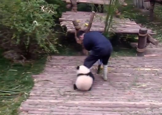 Clip: “Chết cười” với chú gấu trúc “lầy lội” nhất thế giới