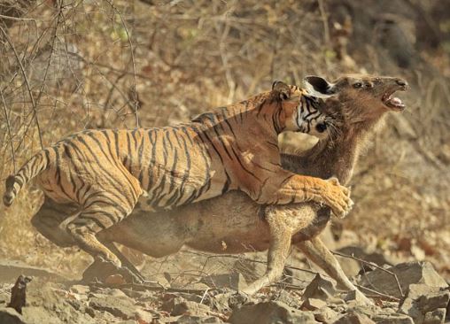Clip: Chúa sơn lâm săn nai với “vận tốc ánh sáng”