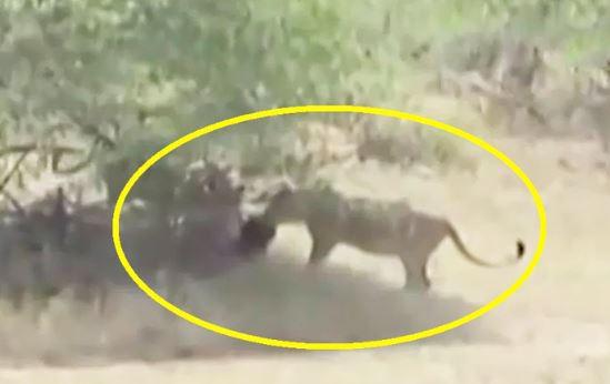 Clip: Khỉ chết thảm dưới nanh vuốt đàn sư tử