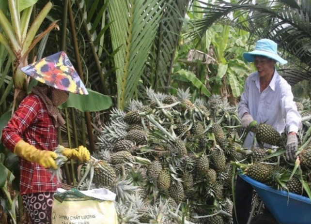 Áp dụng tiêu chuẩn GlobalGAP cho cây dứa Hậu Giang