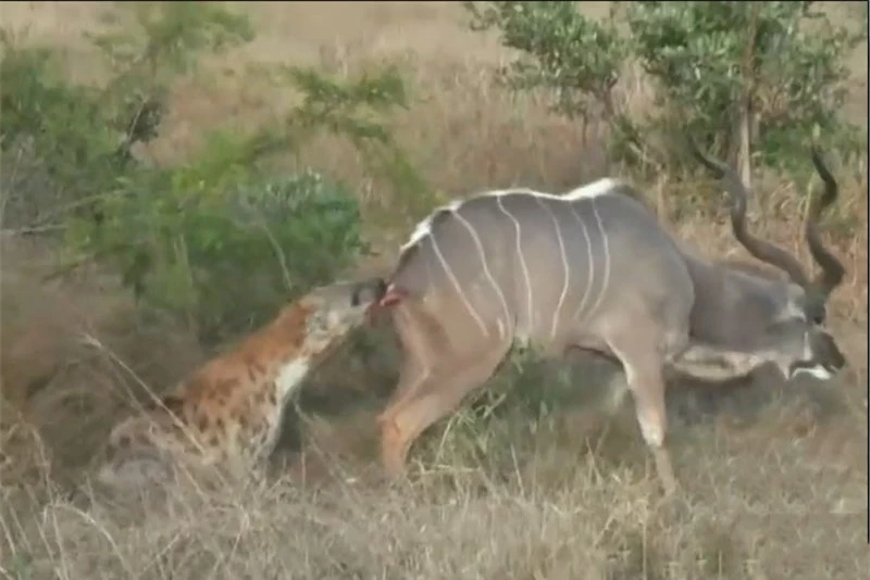 Linh cẩu tấn công linh dương vằn Kudu.